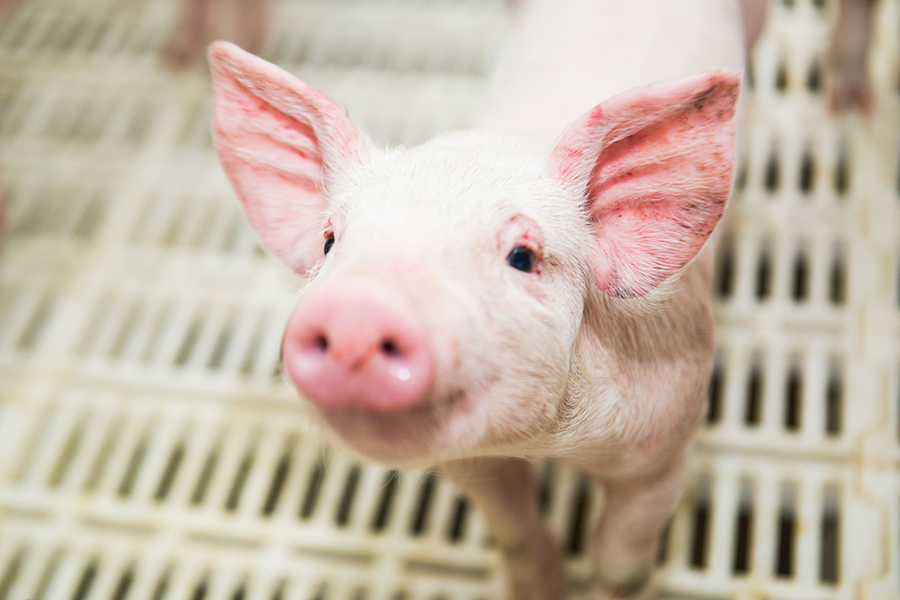 猪条件性呼吸道疾病的发病特点及防控